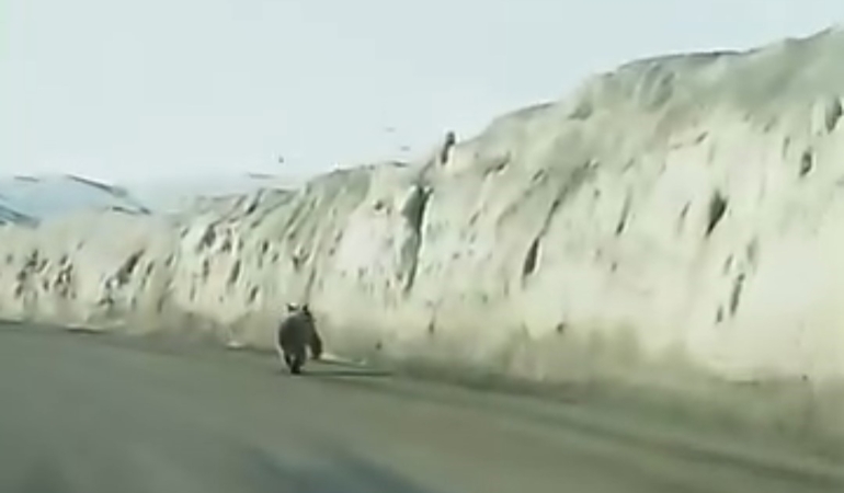 gurpinarda-ayi-gecici-yol-kenarinda-goruntulendi-vatandaslar-kayda-aldi-HFe9r6P9.jpg