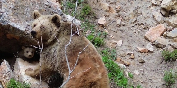 kadir-taskinin-dronuyla-kaydedilen-anne-ayi-ve-yavrusu-pulumur-vadisinde-doganin-anlari-1Q45ikGF.jpg