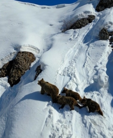 kis-uykusundan-uyanan-bozayi-ve-uc-yavrusunun-karla-kapli-arazide-dronla-takibi-MxgZvf41.jpg