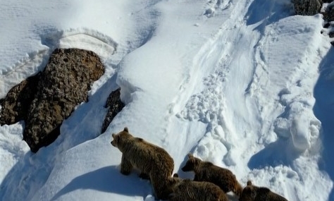 Kış Uykusundan Uyanan Bozayı ve Üç Yavrusunun Karla Kaplı Arazide Dronla Takibi