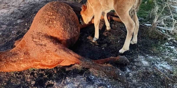 Kışın Zorlu Koşullarıyla Karşılaşan At ve Tayı: Doğanın Acımasız Yanı
