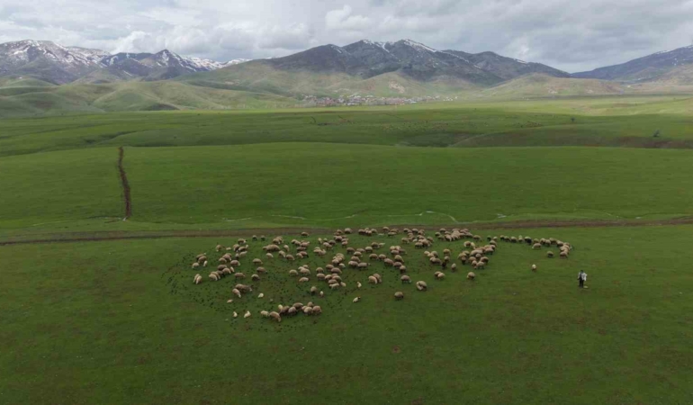 mus-ovasinda-bahar-coskusu-sigirciklar-koyun-surulerinin-icinde-dans-ediyor-l9zqZTpW.jpg