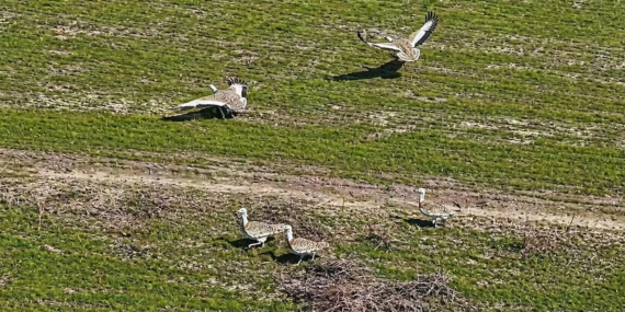 Muş’ta Toy Kuşları: Nesli Tehlikede Olan Bir Türün Mevsimsel Görüntüsü ve Korunma Çabaları