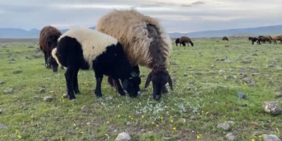 Patnos’ta Bahar Hamlesi: Meralar Canlanıyor, Hayvancılık Canlılığını Artırıyor