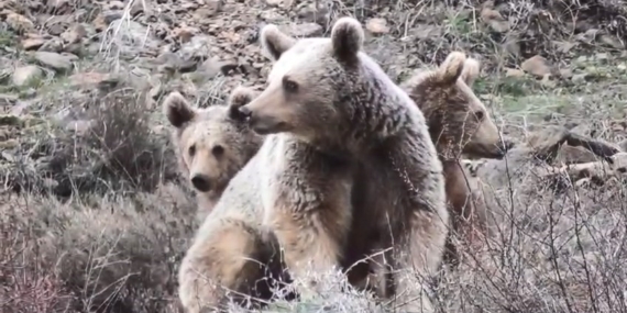 Pülümür’de Anne Ayı ve Yavruları Kamerada: Yolda ve Suyla Geçiş Anları