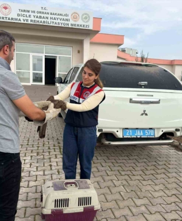 sahinin-yarali-halinin-kurtarilisi-ve-dogaya-birakilmadan-onceki-tedavi-sureci-qLxIDPKM.jpg