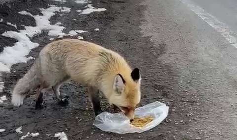 Tilkinin Karayolu Sofrası: Yolda Karnını Doyuran Yiyecek Arayışı