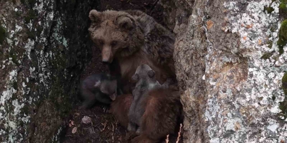 Tunceli’de Dronla Kaydedilen Anne Ayı ve Yavrularının Zorlu Yolculuğu