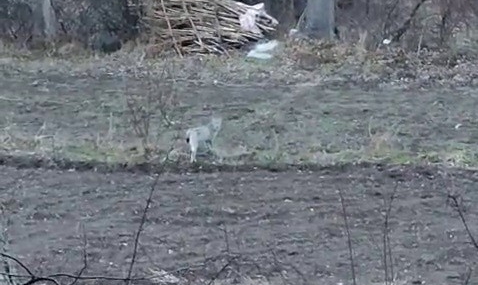 Vaşak Görüntüsü: Tortum’da Nesli Tehlikede Yaban Hayatı Ruhu Yeniden Canlandı