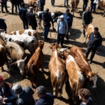 agri-hayvan-borsasi-bayram-oncesi-yogunlukta-sevkler-ve-talepler-artiyor-LwZHHUp1.jpg