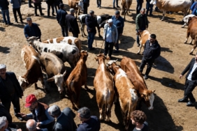 agri-hayvan-borsasi-bayram-oncesi-yogunlukta-sevkler-ve-talepler-artiyor-LwZHHUp1.jpg