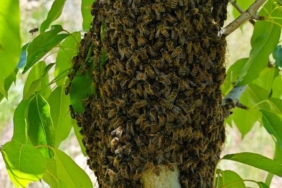 akcadagdaki-ari-ogullari-binlerce-ari-armut-agacinda-bulustu-R9WUcODM.jpg