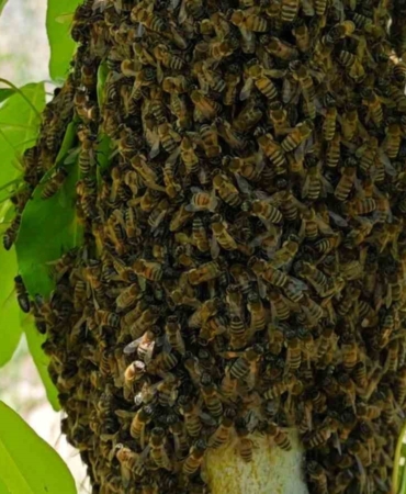 akcadagdaki-ari-ogullari-binlerce-ari-armut-agacinda-bulustu-R9WUcODM.jpg