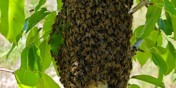 akcadagdaki-ari-ogullari-binlerce-ari-armut-agacinda-bulustu-R9WUcODM.jpg
