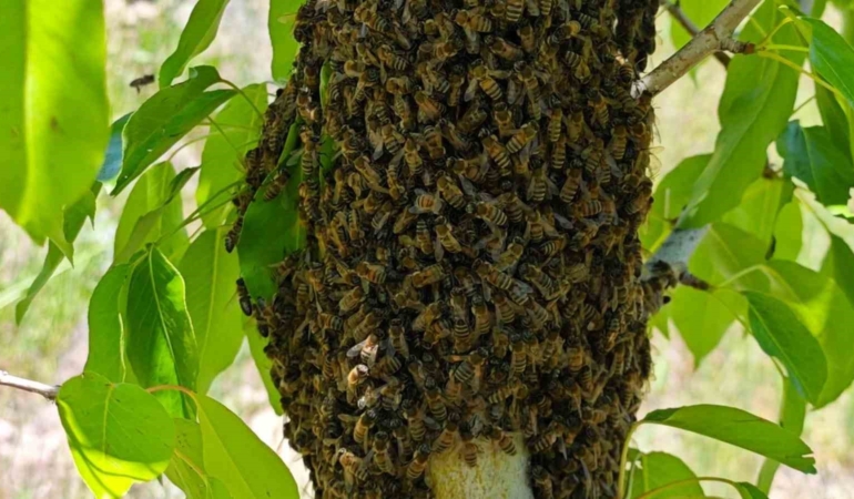 akcadagdaki-ari-ogullari-binlerce-ari-armut-agacinda-bulustu-R9WUcODM.jpg