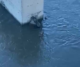 Ardahan’da Su Samuru: Kura Nehri’nde Sessiz Bir Görüntüleme
