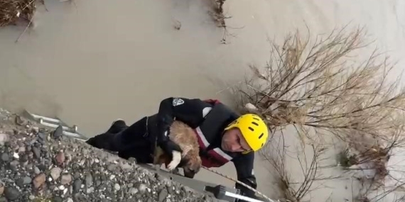 Batman Çayı’nda Yavru Köpeğin Kurtarılması: İtfaiye Ekiplerinin Hızlı Müdahalesi