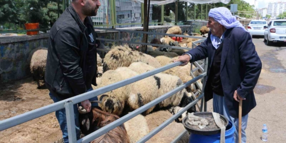 Bayrama Doğru Hayvan Pazarı: Halen Sessizlik İçinde Bekleyiş