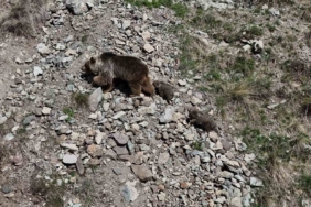 bozayi-ve-iki-yavrusunun-dronla-goruntulenen-yolculugu-oltu-UOauiHXE.jpg