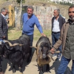 diyarbakir-cermikte-arefe-gununde-kurbanlik-pazarinda-yogunluk-ve-fiyatlar-FrDt6YnW.jpg