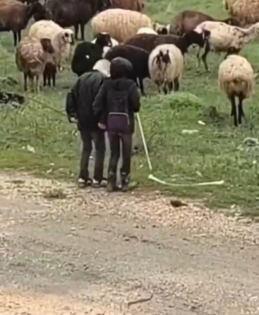 dogukentte-koyun-surusuyle-kucuk-neseler-ilbizce-anlar-among-dogukanlar-kPxEEJEW.jpg