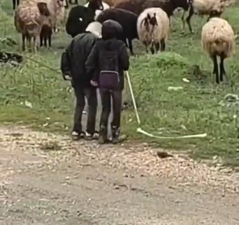 dogukentte-koyun-surusuyle-kucuk-neseler-ilbizce-anlar-among-dogukanlar-kPxEEJEW.jpg