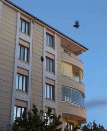 igdirda-4-kattaki-dis-duvara-bagli-kus-olayi-kargalarla-catismada-yasananinti-D9eYurKR.jpg