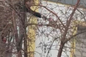 karsta-guvercin-agacin-yuksek-dallarinda-kurtarildi-z3kym3my.jpg