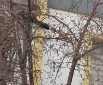 Kars’ta Güvercin Ağacın Yüksek Dallarında Kurtarıldı