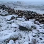 karsta-mayis-sonunda-gelen-kar-yagisi-suruler-ve-koyler-hazirliksiz-kaldi-YhPzJArd.jpg