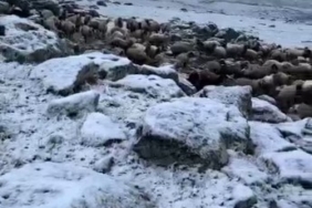 karsta-mayis-sonunda-gelen-kar-yagisi-suruler-ve-koyler-hazirliksiz-kaldi-YhPzJArd.jpg