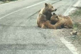 munzur-vadisinde-anne-ayi-ve-yavrusunun-yol-kenari-ziyafeti-h7LBsTDG.jpg