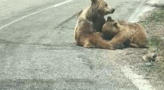 munzur-vadisinde-anne-ayi-ve-yavrusunun-yol-kenari-ziyafeti-h7LBsTDG.jpg