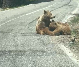 munzur-vadisinde-anne-ayi-ve-yavrusunun-yol-kenari-ziyafeti-h7LBsTDG.jpg