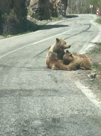 munzur-vadisinde-anne-ayi-ve-yavrusunun-yol-kenari-ziyafeti-h7LBsTDG.jpg