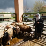 musta-kadin-ureticilere-kucukbas-hayvan-destegiyle-aile-isletmeleri-gucleniyor-eifu51Pr.jpg