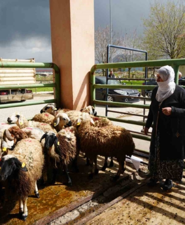 musta-kadin-ureticilere-kucukbas-hayvan-destegiyle-aile-isletmeleri-gucleniyor-eifu51Pr.jpg