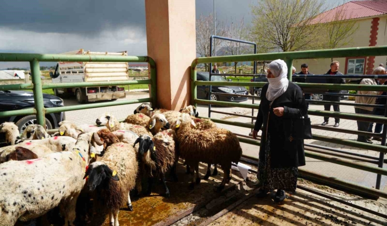 musta-kadin-ureticilere-kucukbas-hayvan-destegiyle-aile-isletmeleri-gucleniyor-eifu51Pr.jpg
