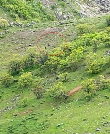 nazimiyede-arazide-gorulen-yaklasik-10-ayi-vatandasin-cep-telefonuyla-kaydi-8hV4nx1h.jpg