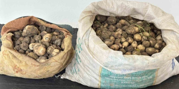Salep Yetiştirenlere Yüzleşen Yetkili Ekiplerin Operasyonunu Detaylandıran Rapor