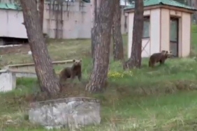 sarikamista-ayilar-oteller-bolgesinde-gunluk-gozlemler-ve-insan-ayak-iliskisi-fH1DhAwZ.jpg