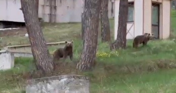 sarikamista-ayilar-oteller-bolgesinde-gunluk-gozlemler-ve-insan-ayak-iliskisi-fH1DhAwZ.jpg