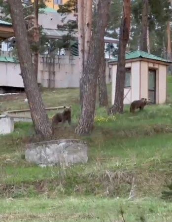 sarikamista-ayilar-oteller-bolgesinde-gunluk-gozlemler-ve-insan-ayak-iliskisi-fH1DhAwZ.jpg