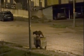 sarikamista-gece-gezisi-boz-ayilar-sokaklarda-dolasti-C6FgLLkZ.jpg