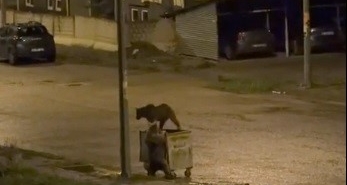 sarikamista-gece-gezisi-boz-ayilar-sokaklarda-dolasti-C6FgLLkZ.jpg