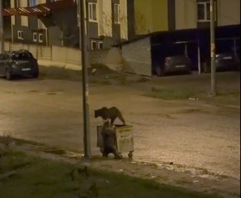 sarikamista-gece-gezisi-boz-ayilar-sokaklarda-dolasti-C6FgLLkZ.jpg
