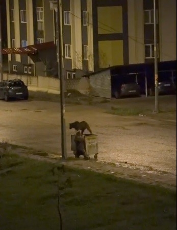 sarikamista-gece-gezisi-boz-ayilar-sokaklarda-dolasti-C6FgLLkZ.jpg