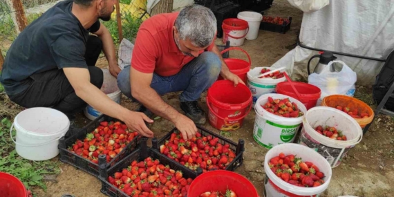 Sason Çilek Üreticileri Yağış ve Pazarlama Krizine Karşı Destek İstiyor