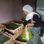 sasonda-ipek-bocekciligi-yukseliste-72-aileye-baslangic-dagitimi-ve-beklenen-buyume-zeTPLIHt.jpg