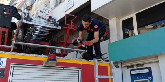 sokak-kedileri-icin-itfaiye-seferberligi-kurtarma-ani-ve-arkadaslik-chgjfnj2.jpg